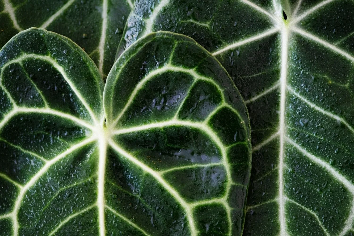 Close-up of dark green leaves with white veins and water droplets on the surface.