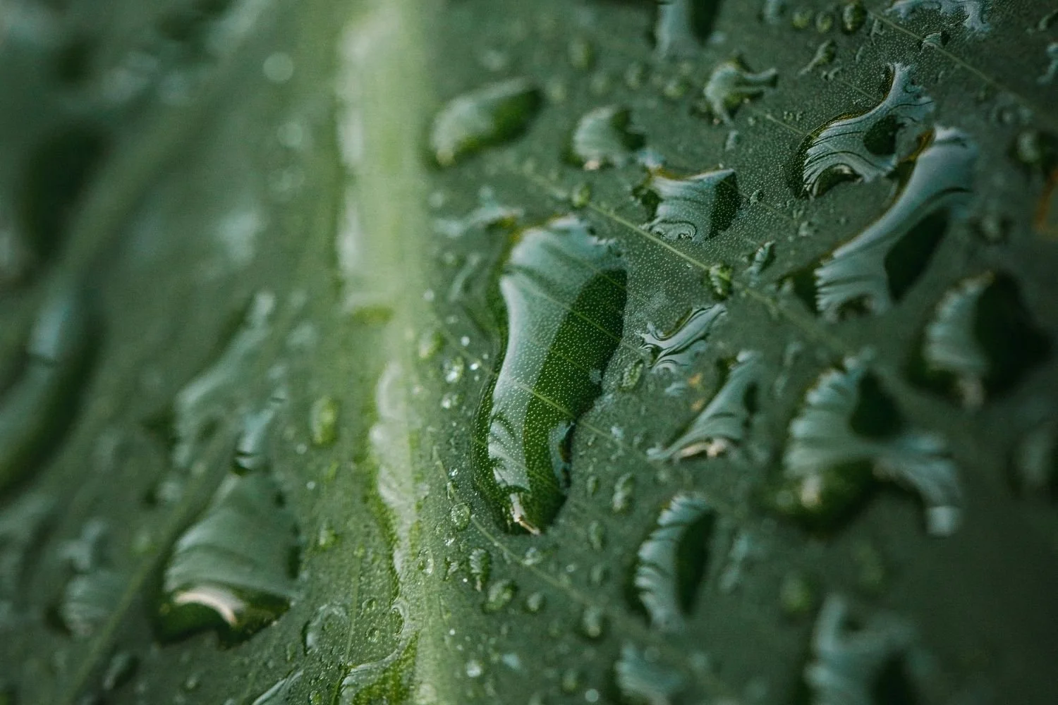 Close-up of a green caterpillar on a wet, green leaf with water droplets.