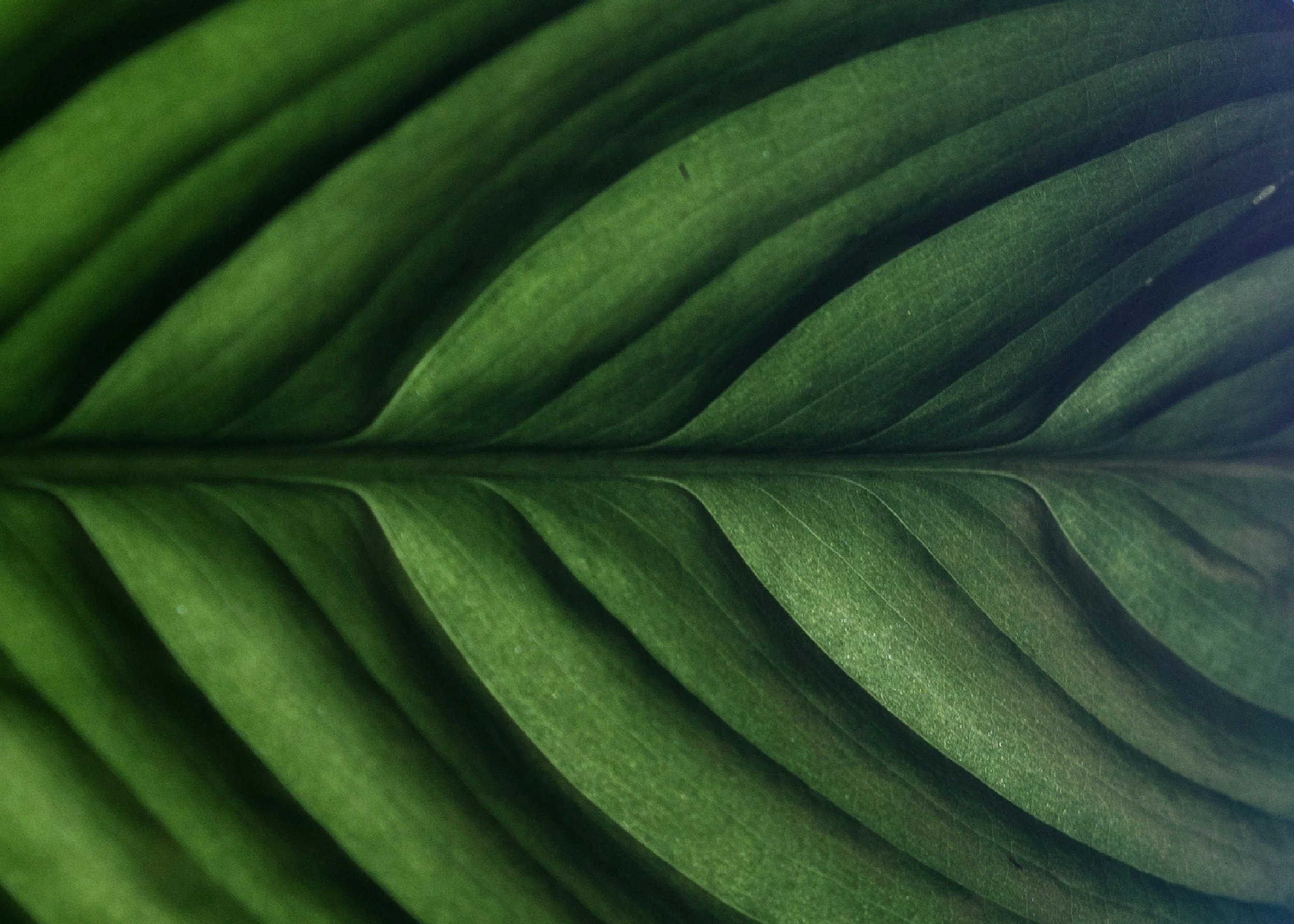 Close-up of green tropical palm leaves with textured surface.