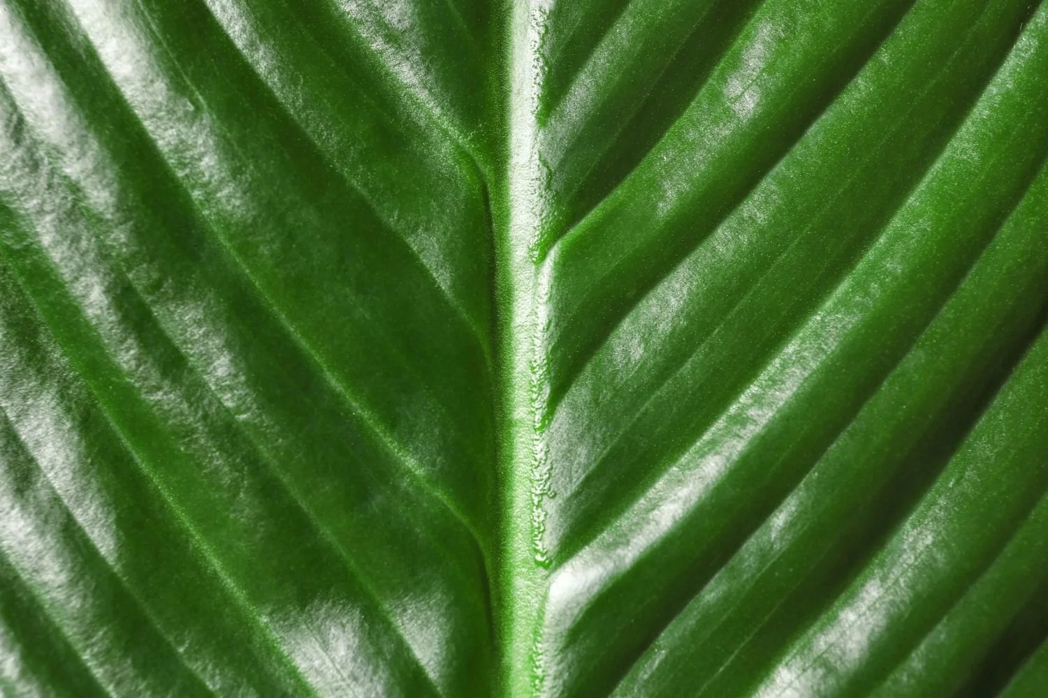 Close-up of a green leaf showing detailed texture and central vein.