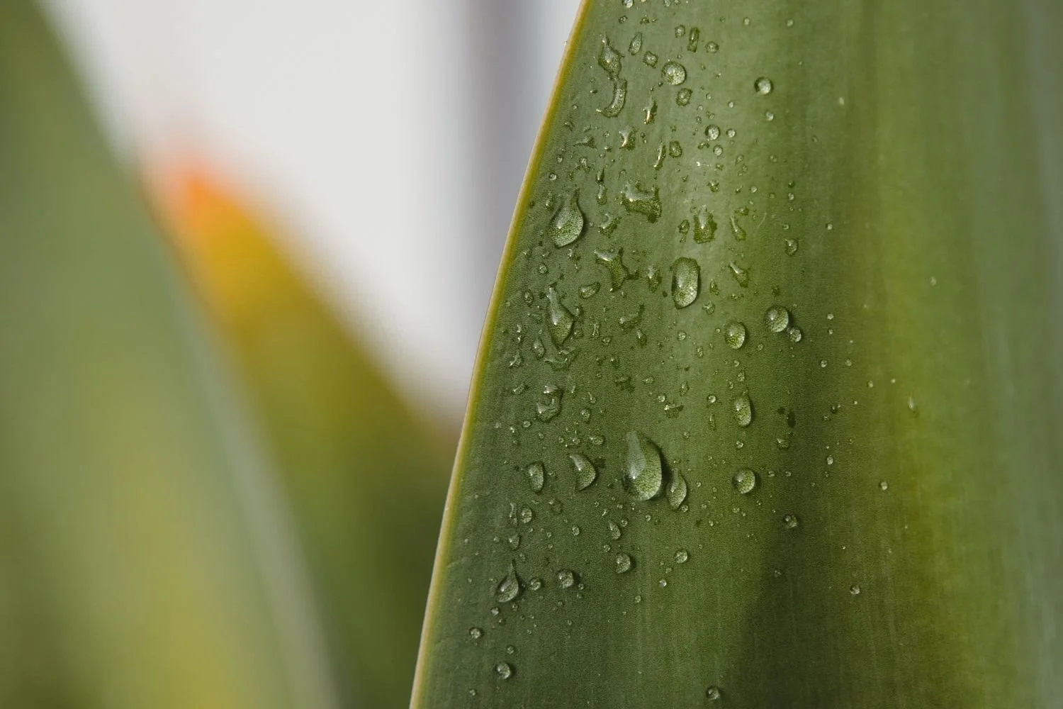 Close-up of a green plant leaf with water droplets on its surface.