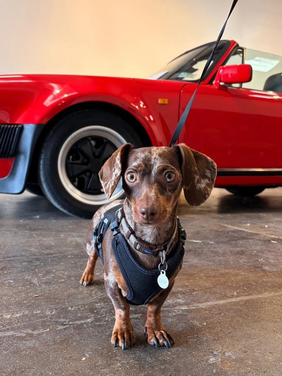 Sausages dogs + wine 🍷 

We love these photos by @fluffy.art_ taken at yesterday&rsquo;s Rye Classics event ❤️

#aubreyhalls #ryeeastsussex #classiccars