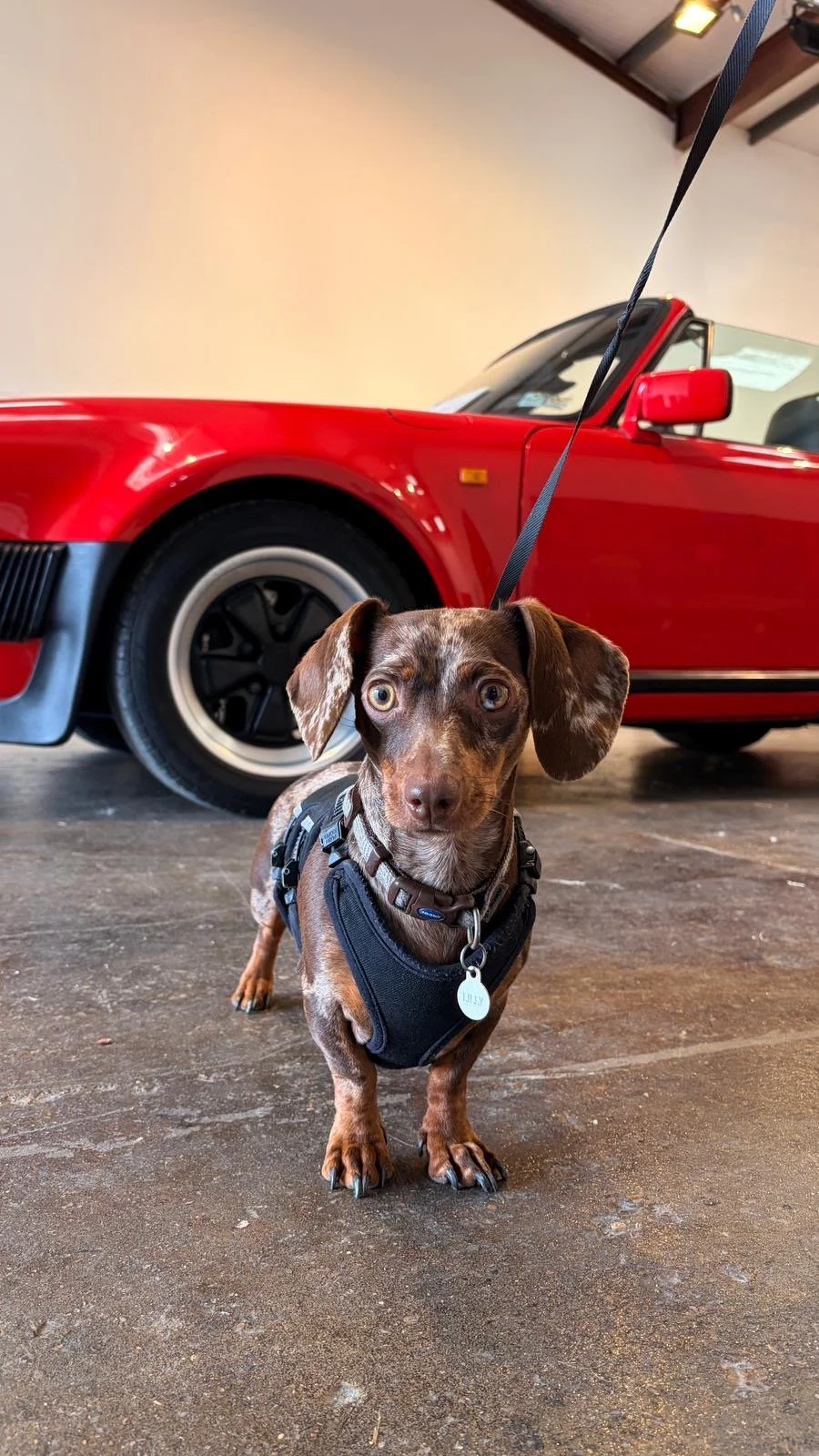 Small brown dog with floppy ears wearing a harness, standing on a concrete floor in front of a red sports car, inside a garage or showroom.