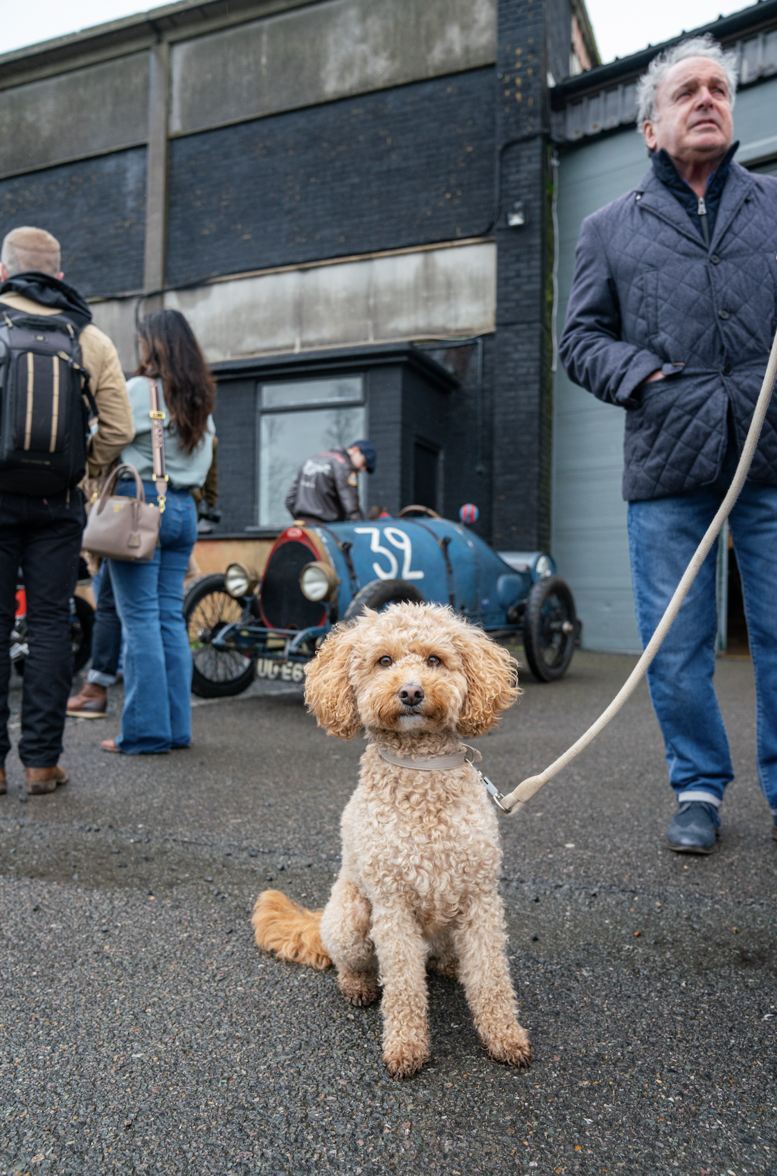 A small tan poodle dog on a leash sitting on a wet road with a vintage race car numbered 32 in the background, and a group of people standing near an old building.