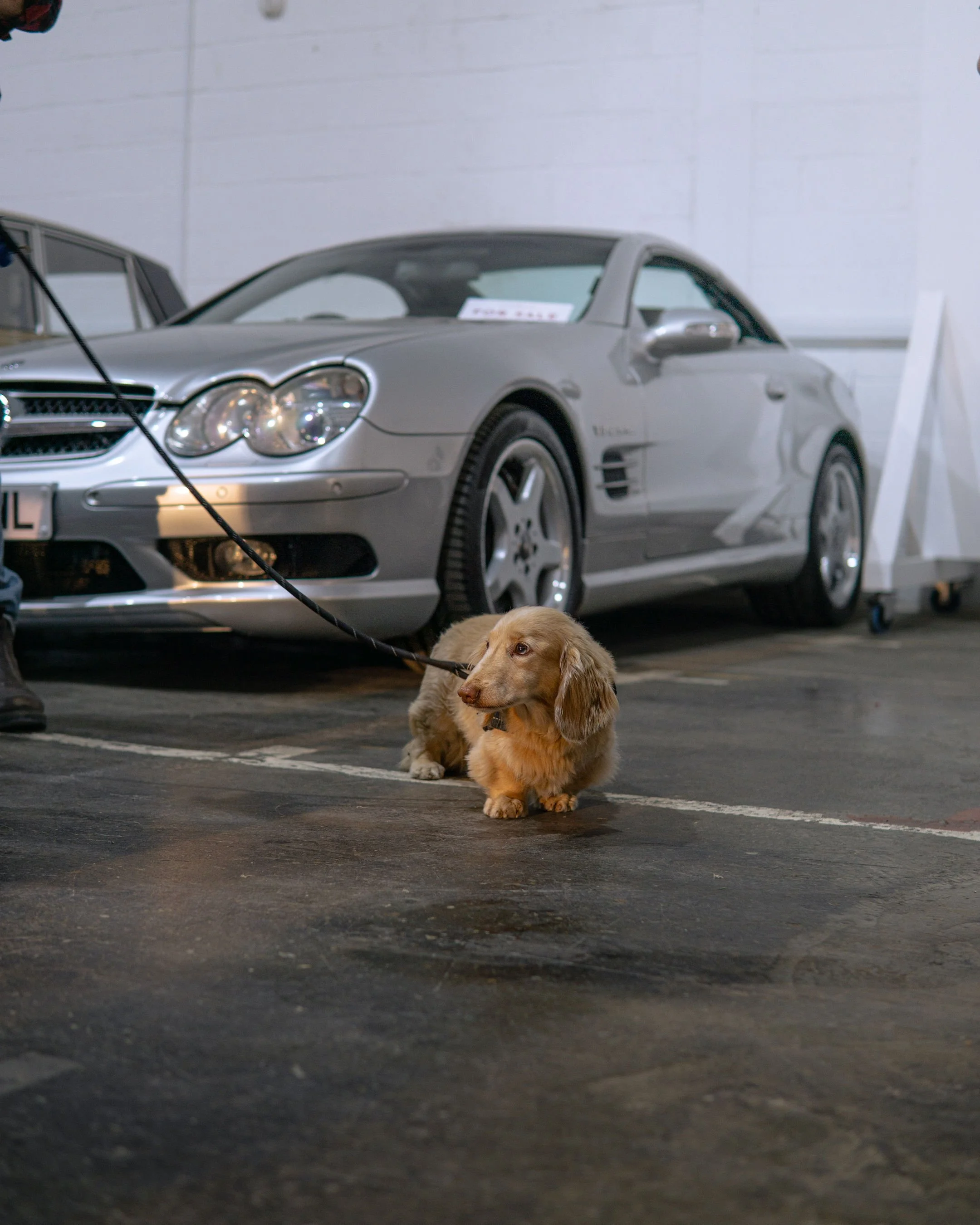 A brown and white long-haired dachshund lying on a dark parking lot in front of two silver cars, one of which is a convertible, with a white brick wall in the background.