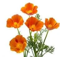 Les plantes médicinales ne sont pas que des tisanes.