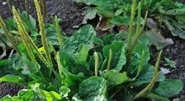 LE PLANTAIN 