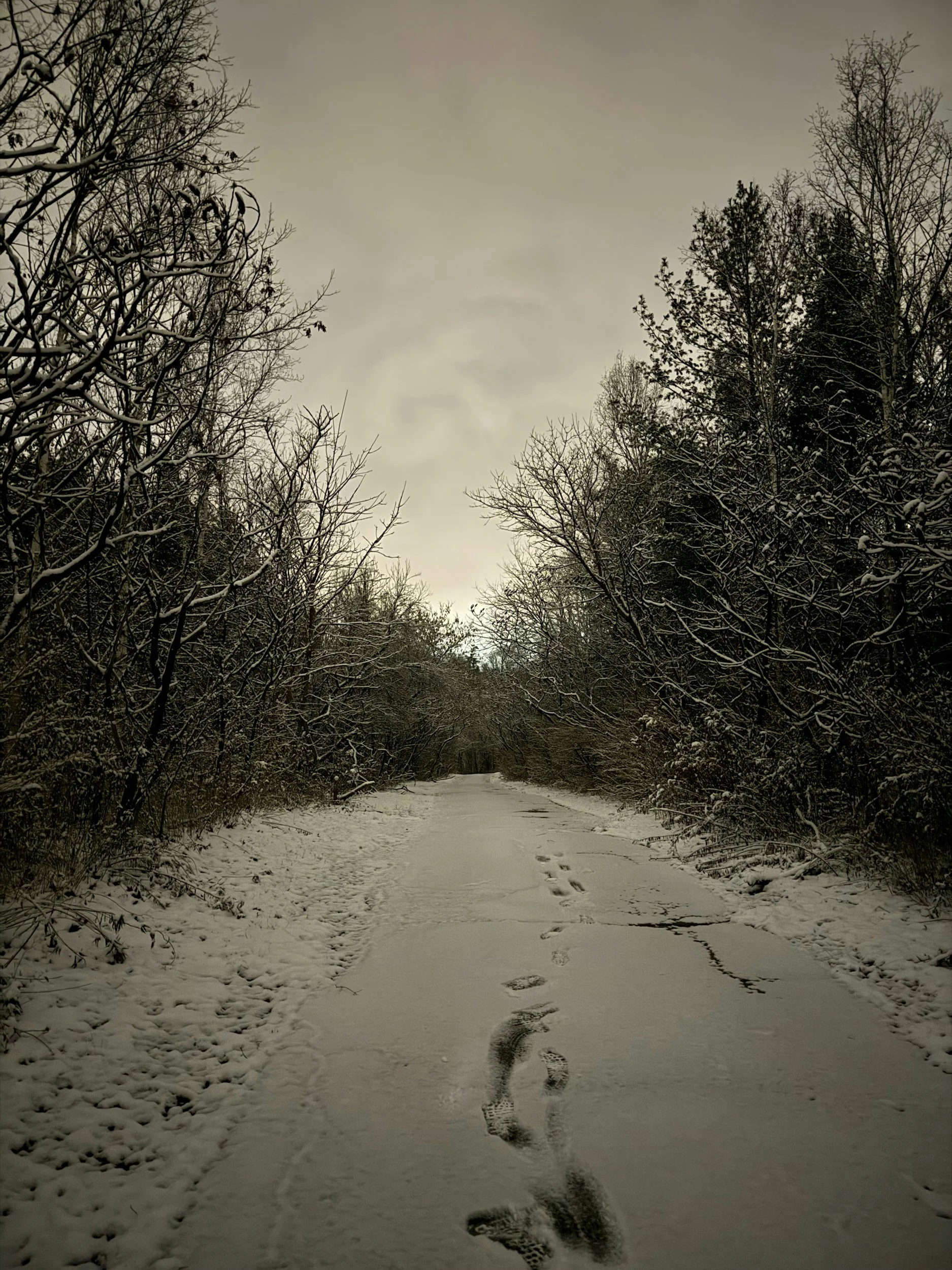 Snow-covered woodland path in winter with fresh footprints leading into a forest tunnel, bare trees dusted with snow under a pale overcast sky — peaceful winter hiking trail in the UK.