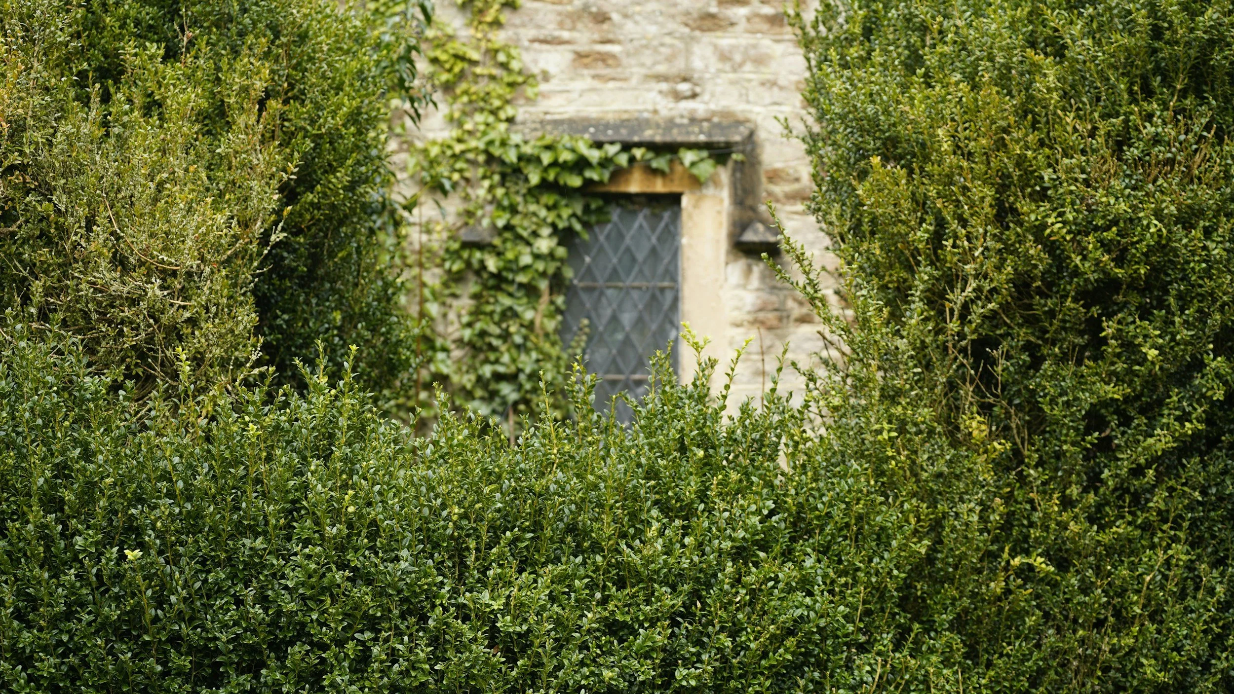 Stone cottage wall with ivy-covered medieval-style leaded window framed by dense green hedges — hidden historic home exterior in the English countryside.