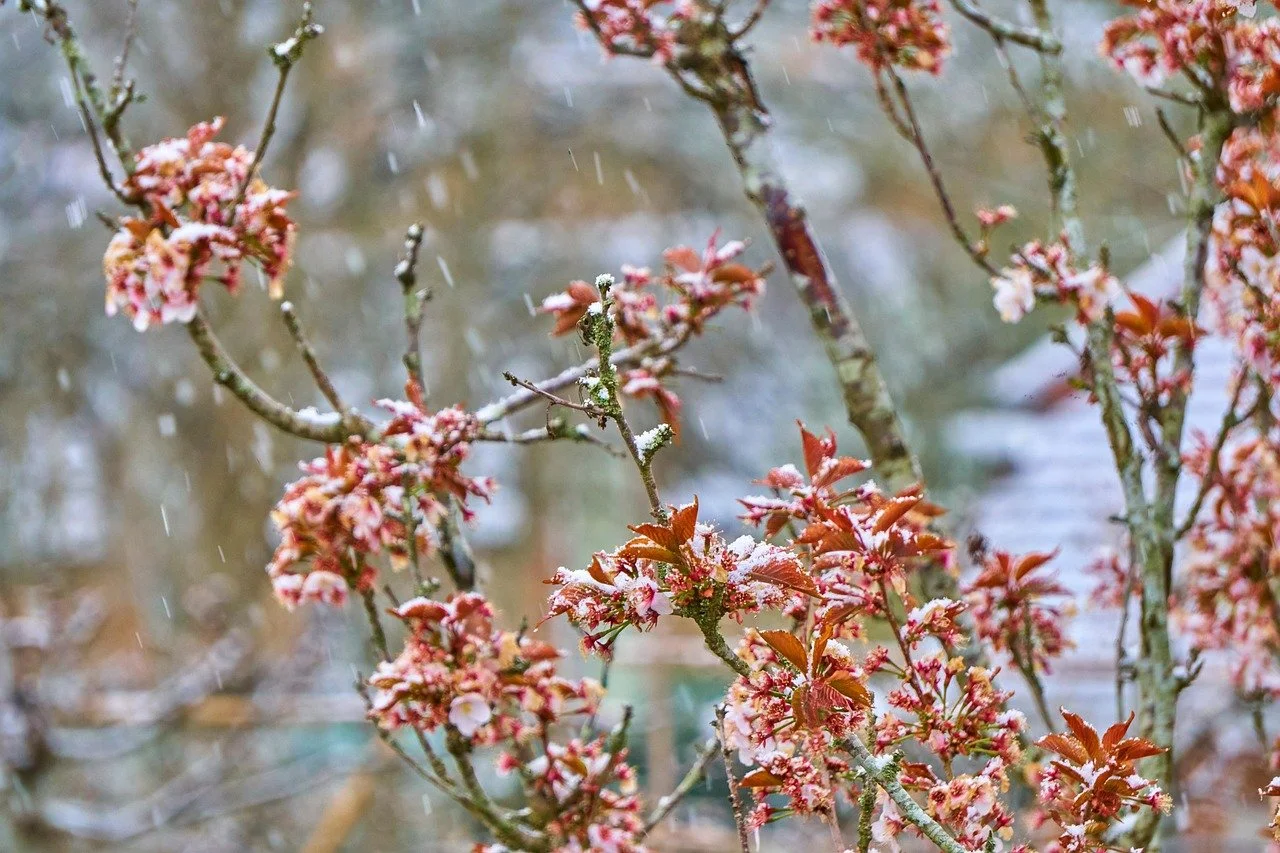 Close-up of blossoming tree branches dusted with fresh snow, showcasing early spring buds and soft winter snowfall in a peaceful UK countryside garden.