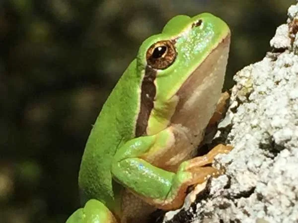 Soyez (crapaud) fou !