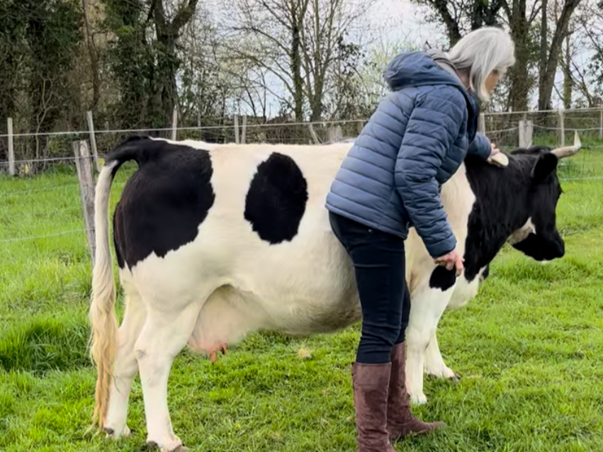Notre vache Gwen en train de se faire brosser par Anne-Emmanuelle