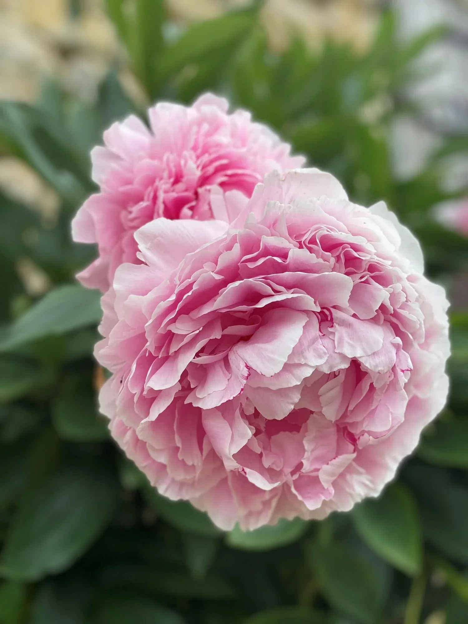 Deux fleurs de pivoines roses avec des feuilles vertes en arrière-plan.