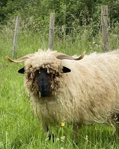 L'un de nos moutons prend la pause dnas le jardin