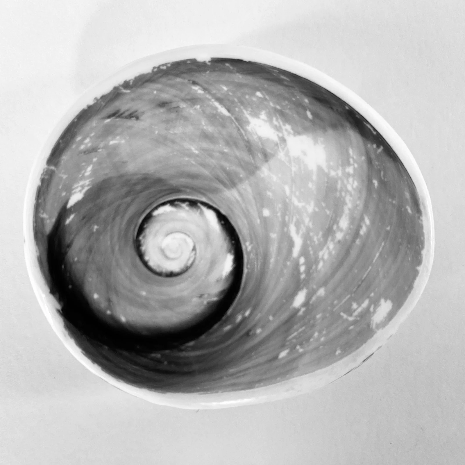 Black and white photo of a seashell with a spiral pattern, viewed from the top.