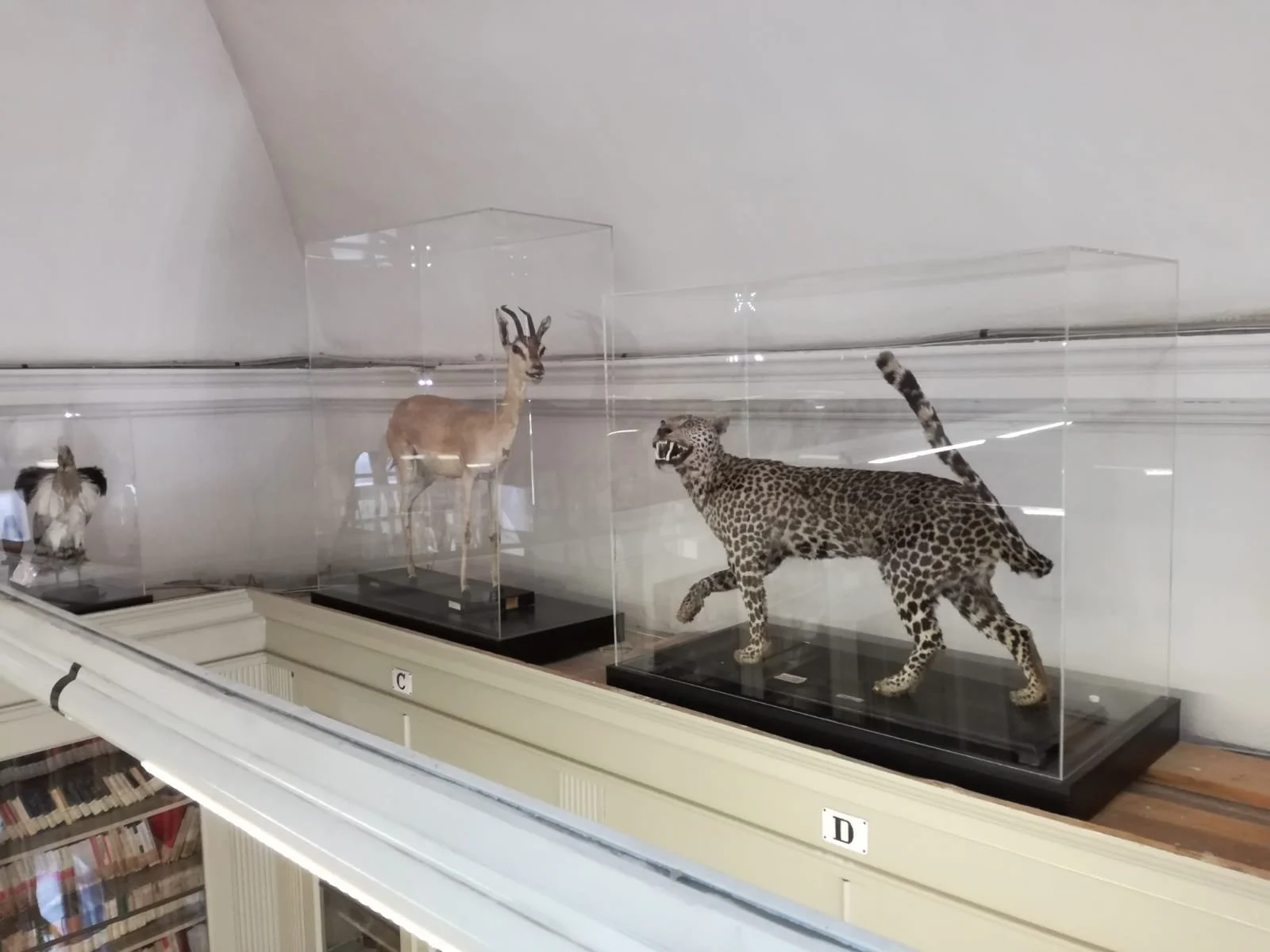 WhatsApp Image 2025-07-25 at 15.52.41.jpeg