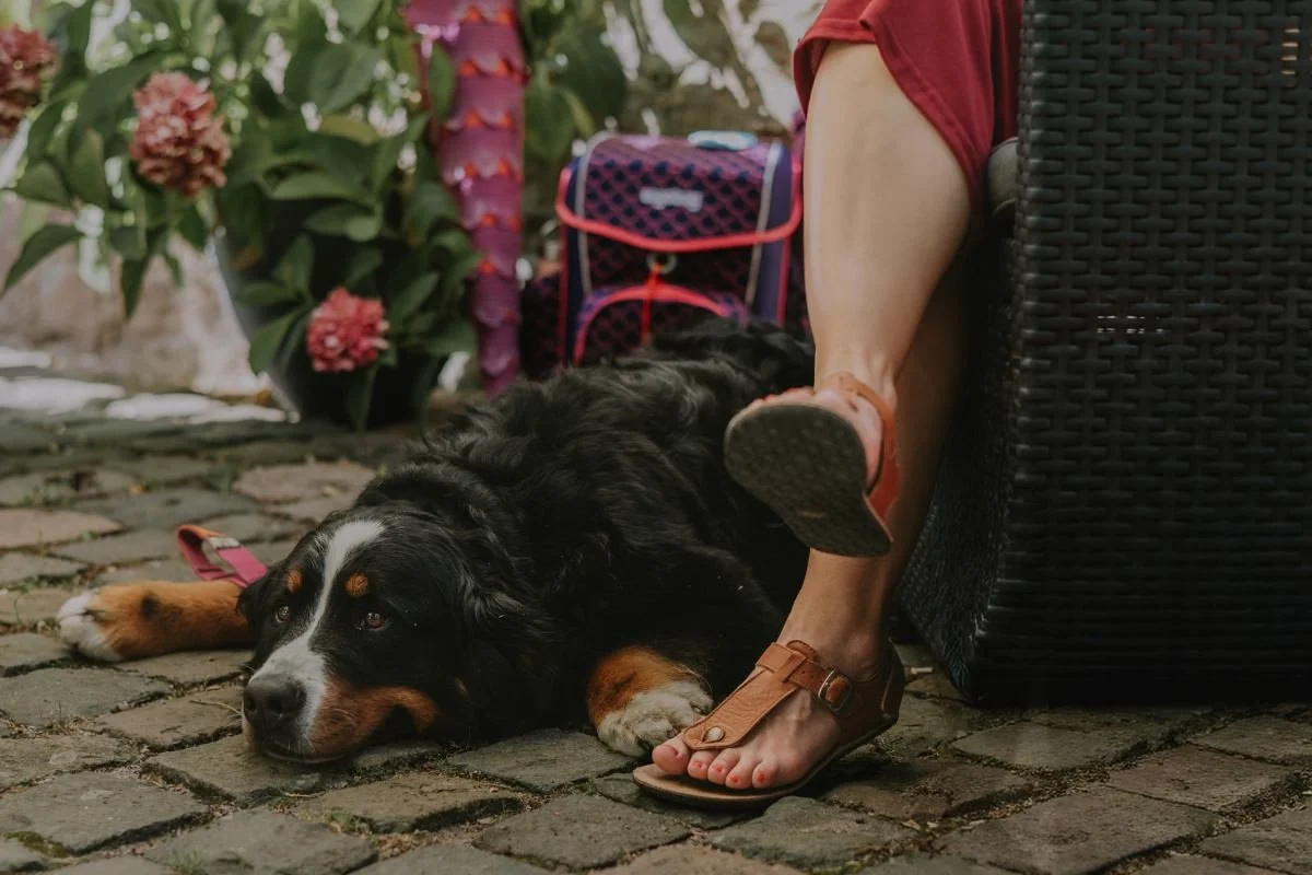 Hund liegt entspannt auf Steinboden beim Einschulung feiern in der Pfalz, daneben Füße in Sandalen und roter Rock und der Schulranzen im Hintergrund.