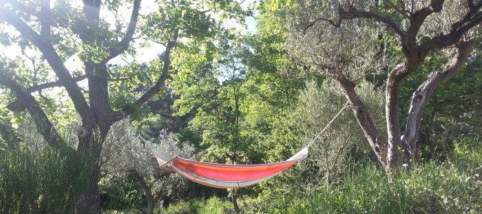 A hammock hanging between two trees in a lush green outdoor setting.