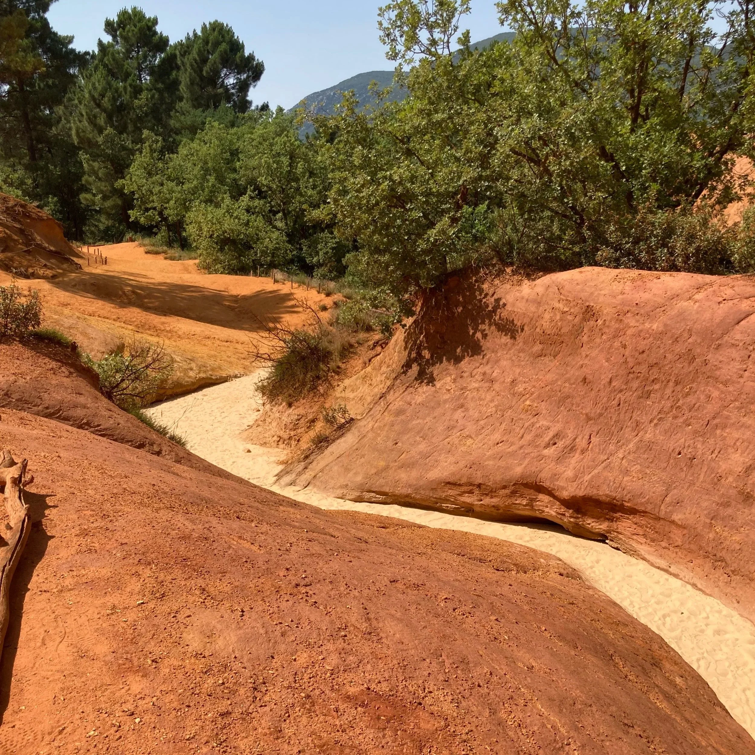 Red sandstone canyon with a small sandy dry creek bed, surrounded by green trees and bushes, mountains in the background under a clear blue sky.