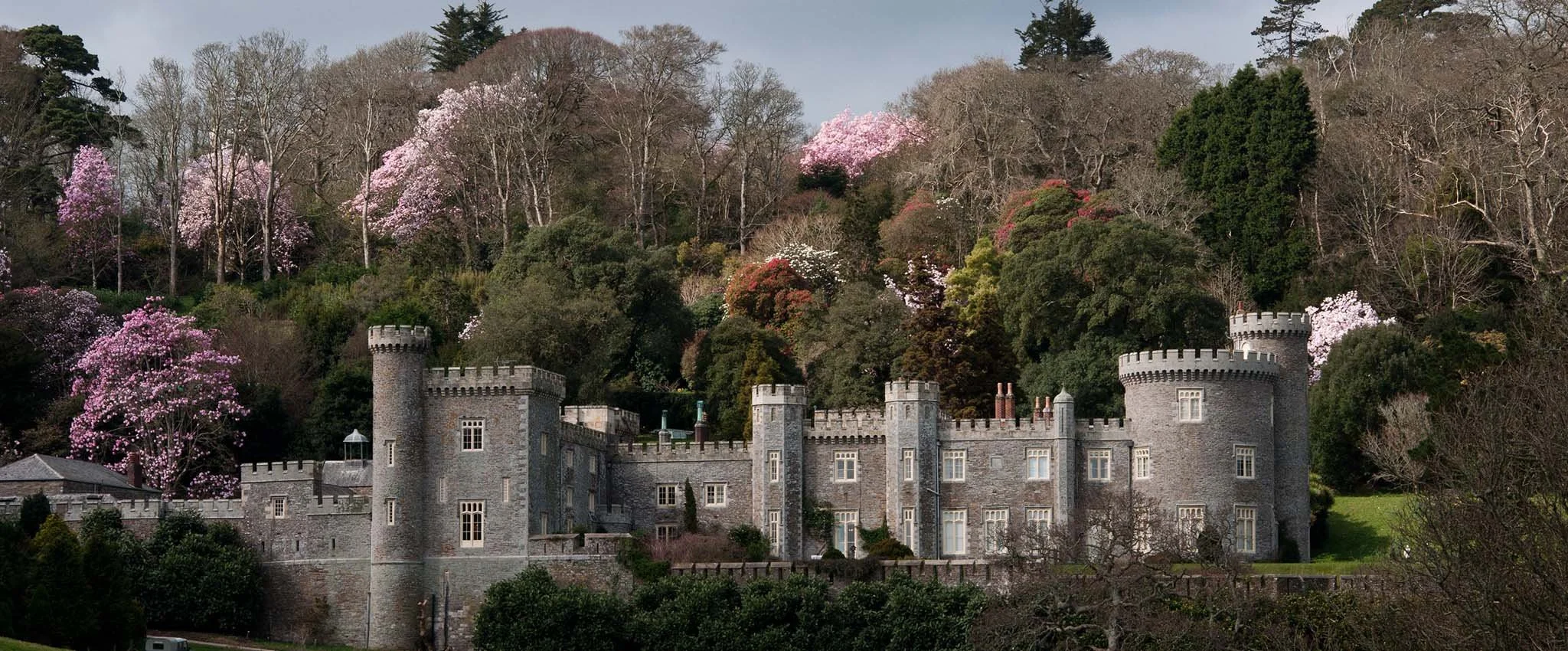 Caerhays Castle surrounded by trees and Magnolia in bloom