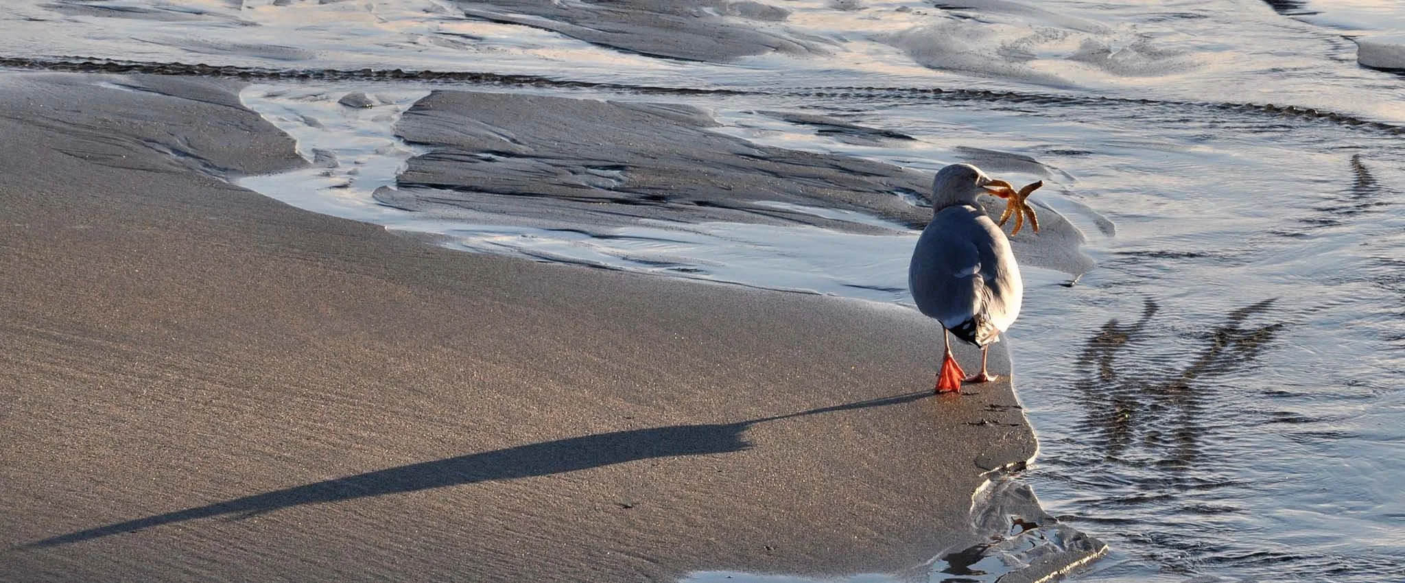 A seagull strolls along the shoreline with a starfish in its beak