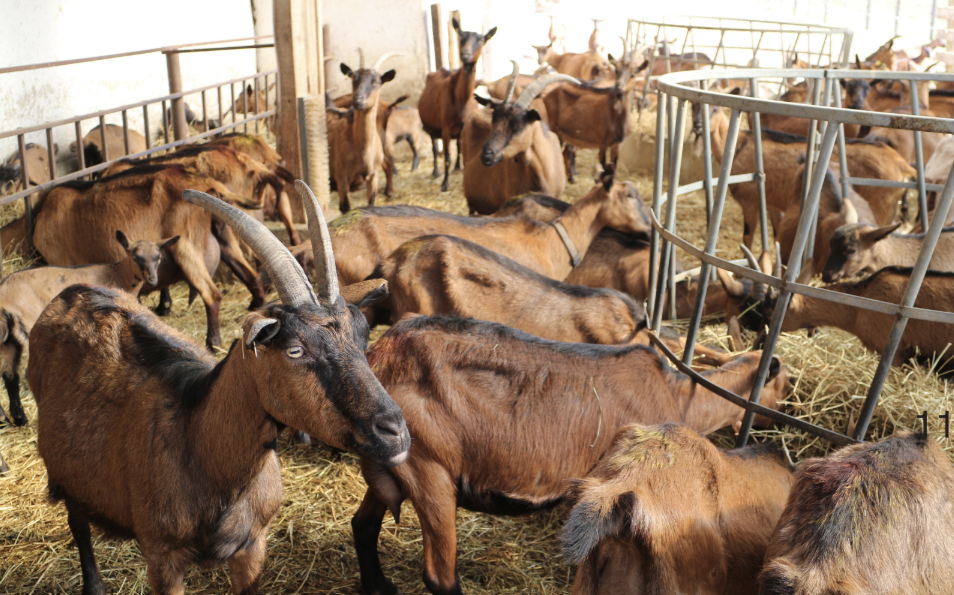 Inside Hungary’s First Eco-Village of Gyűrűfű