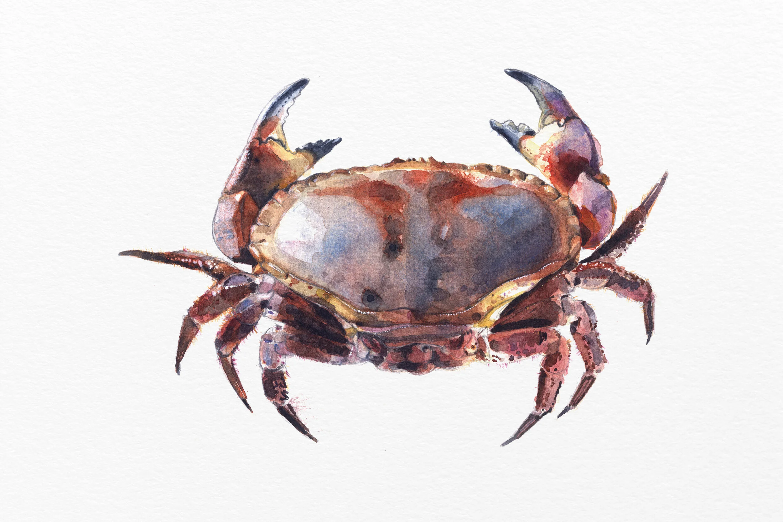 Illustrations by Will Freeborn