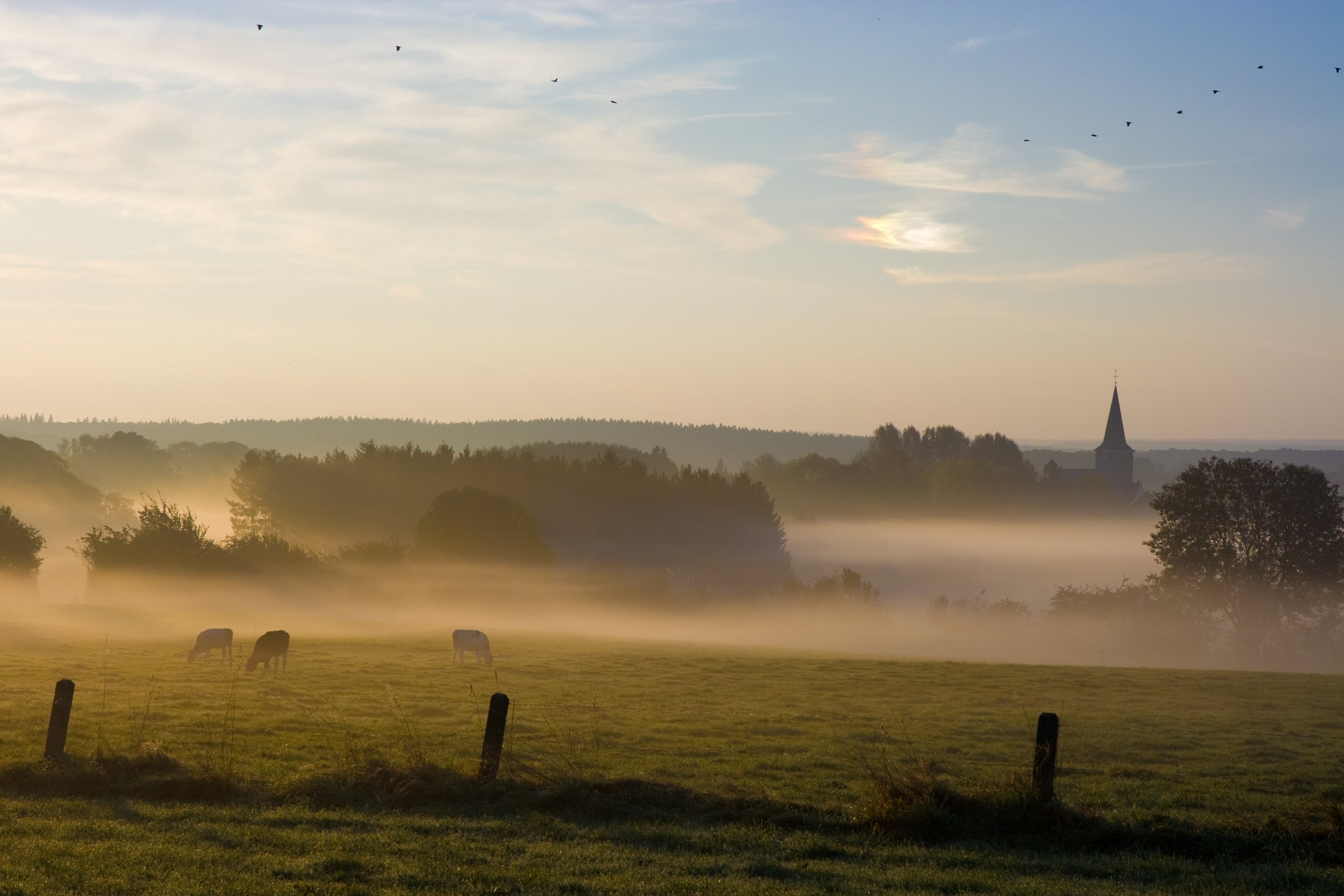 Paysage rural de Wallonie au petit matin avec des vaches, une brume légère, des arbres, un pastorale en arrière-plan, et un ciel partiellement nuageux avec des oiseaux en vol.