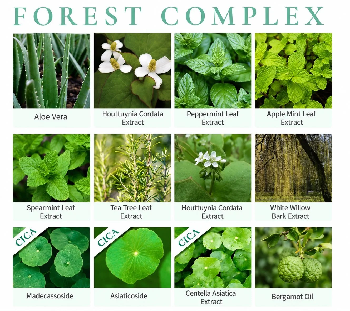 A chart titled 'Forest Complex' showing various plant and tree extracts, including aloe vera, Houttuynia cordata, peppermint leaf, apple mint leaf, spearmint leaf, tea tree leaf, white willow bark, and bergamot oil, with some plants labeled as CICA.