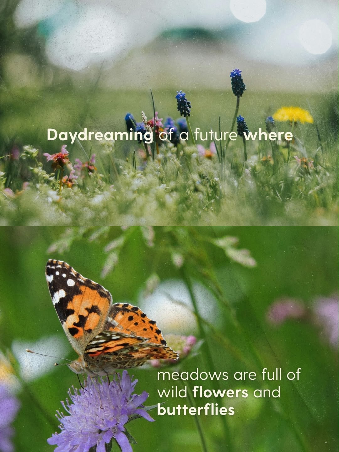 🦋 What kind of future are we creating for nature?

🌻 One where wildflowers fill our meadows, bees buzz through thriving hedgerows and butterflies become an everyday sight again?

🦫 Where rivers run clean enough to swim in. Ancient woodlands are pr