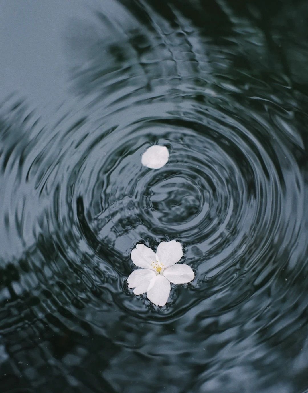 flor de sakura en el agua.jpg