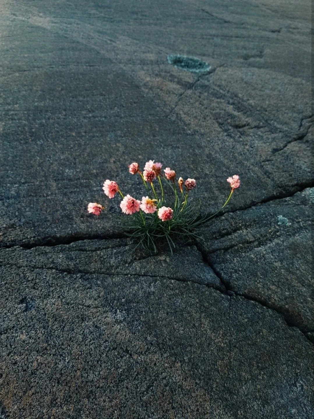 flores en el asfalto.jpg