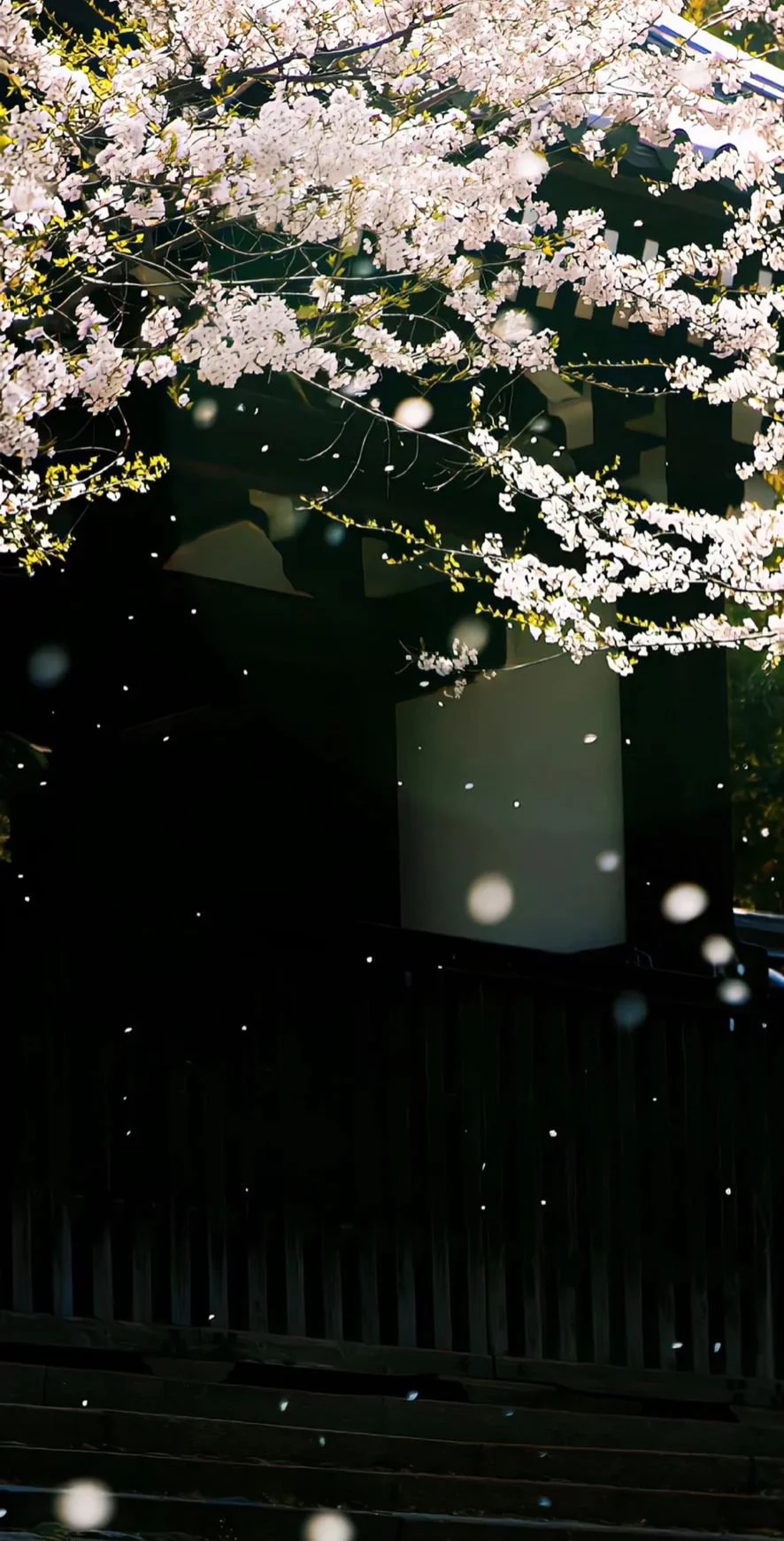Ramo de flores de cerezo en flor en un árbol, con flores blancas y algunos pétalos cayendo, frente a una estructura de edificio oscuro.
