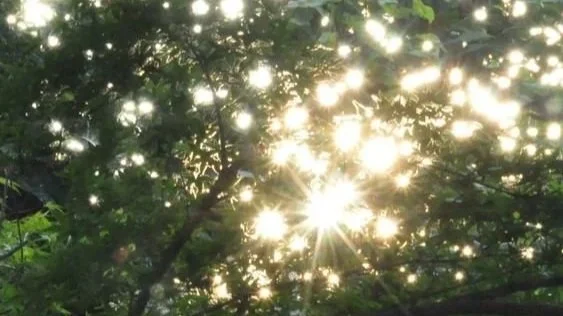 Les paraules que ens habiten 