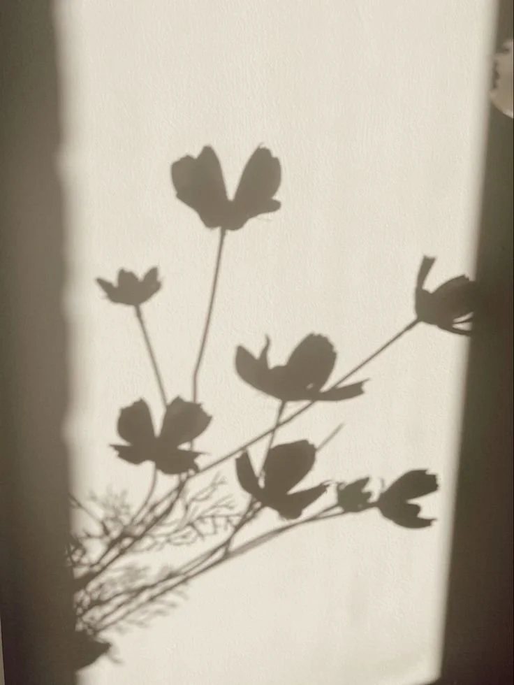 sombras flores cosmos oared.jpg