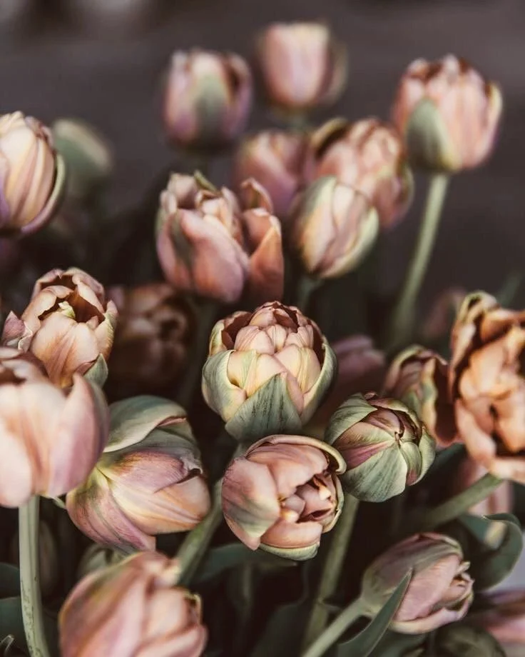 Un ramo de flores de tulipanes en tonos suavizados de rosa, beige y verde.