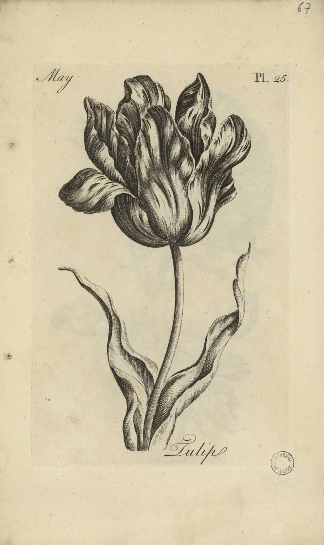 Ilustración en blanco y negro de un tulipán, con hojas y flor detalladas, marcada como 'May'.