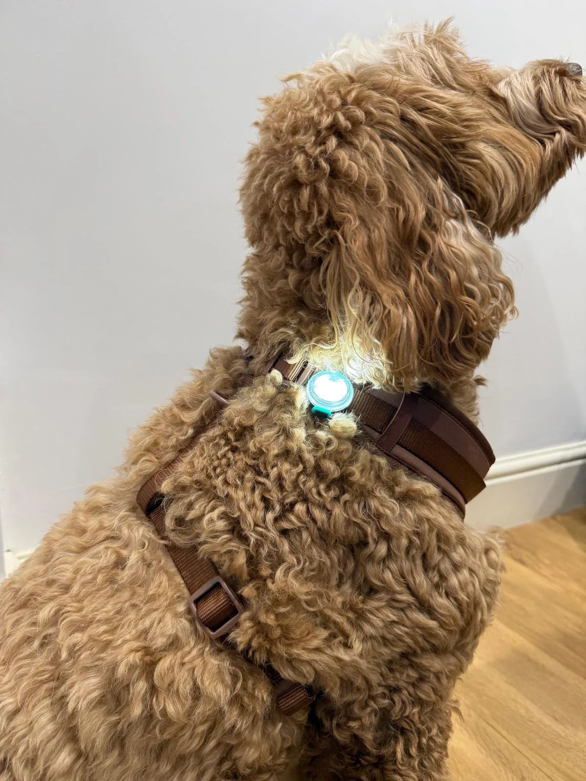 USB extra bright LED Dog Light for collar