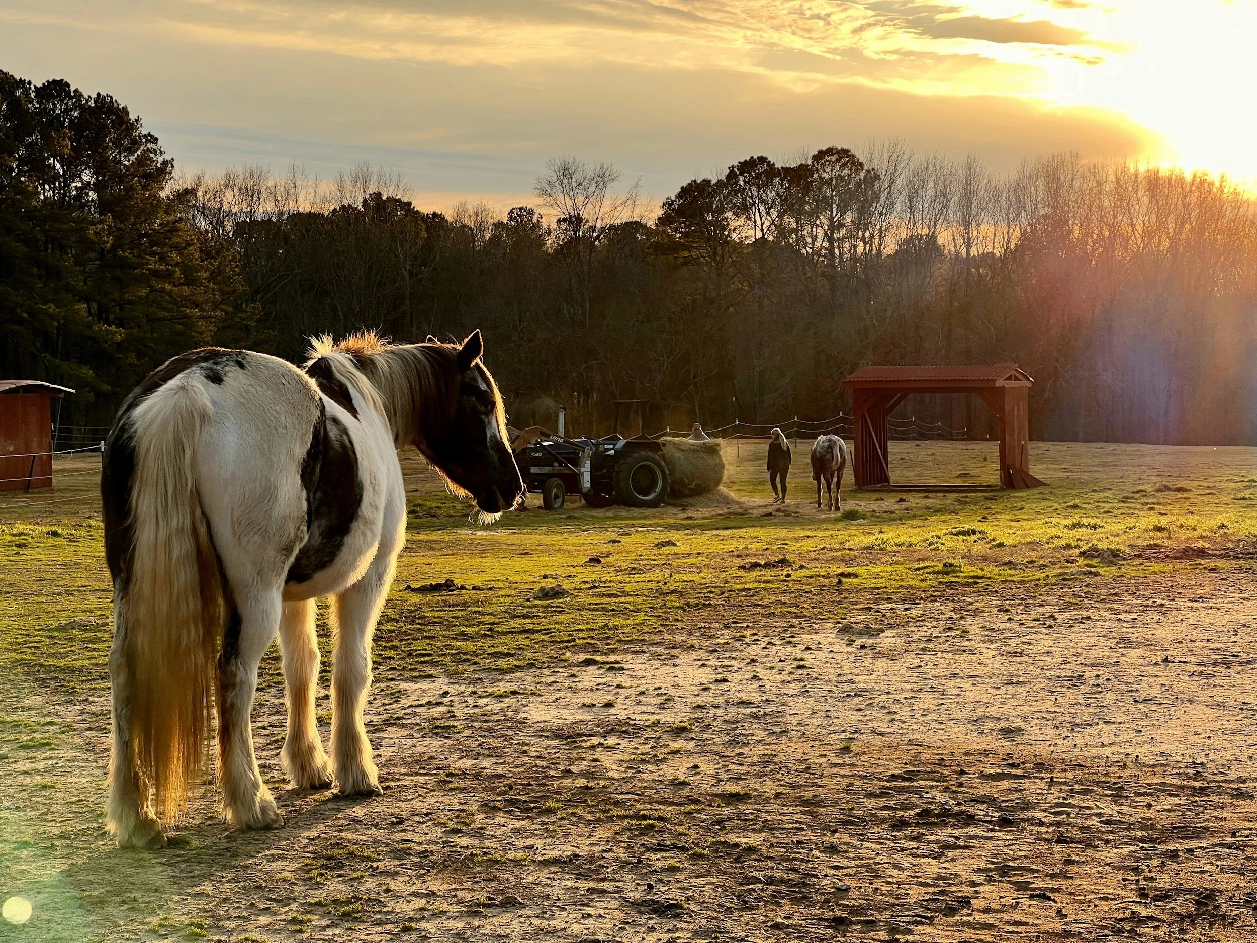 horse outside on farm during sunest