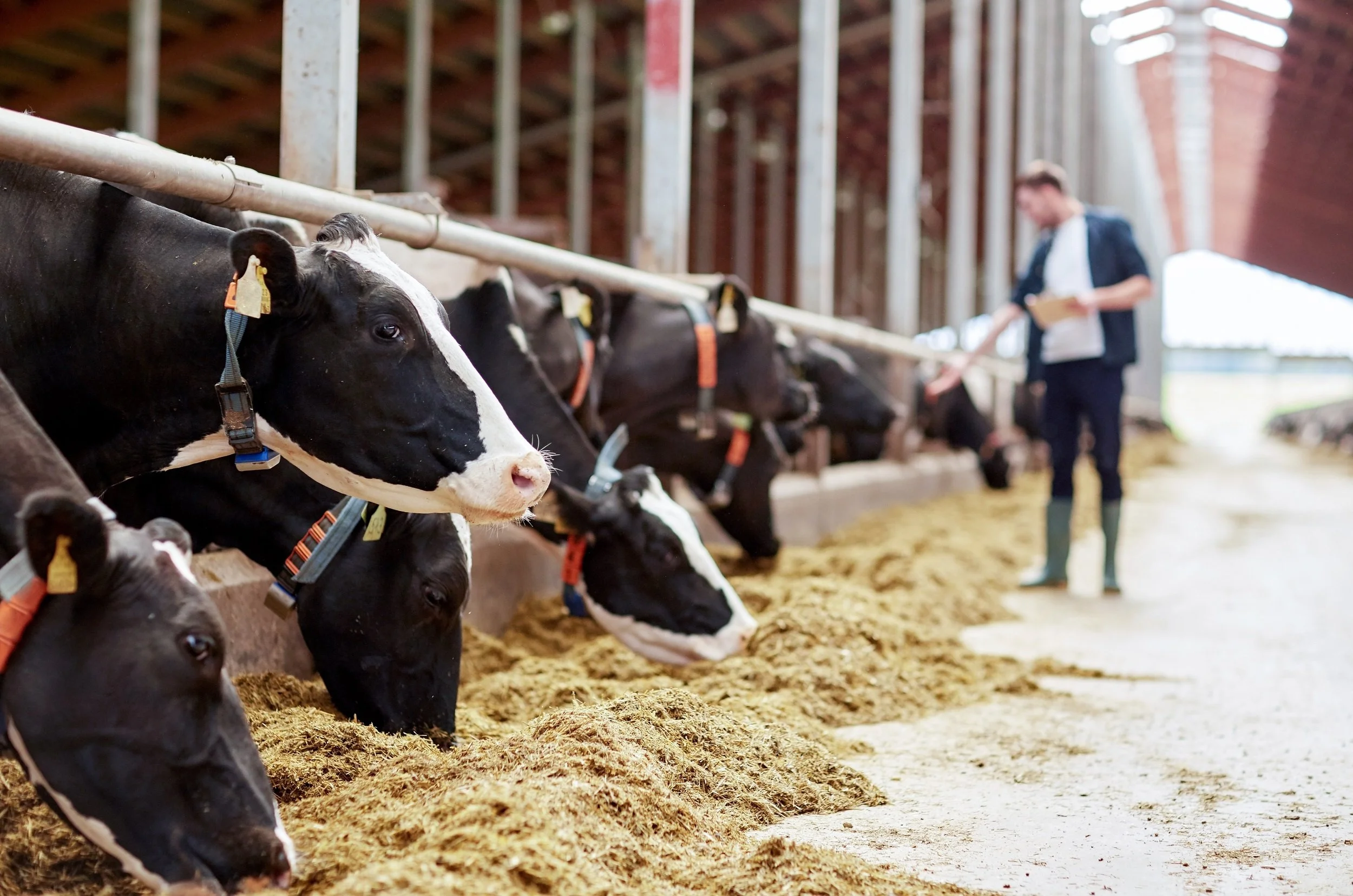 farmer with his cows