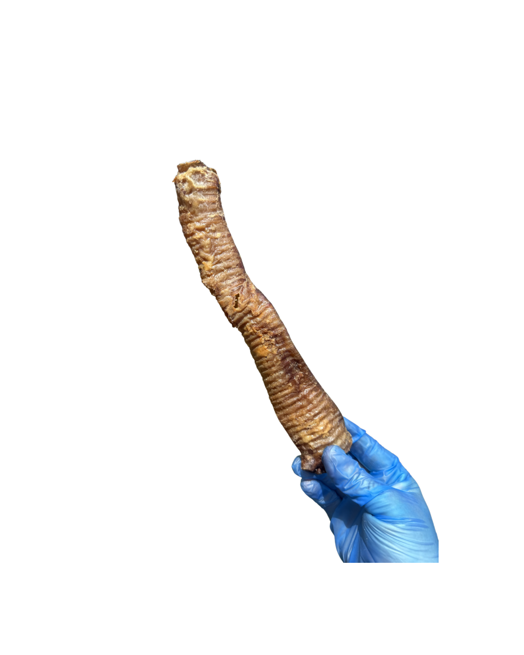 Untitled design - 44.png