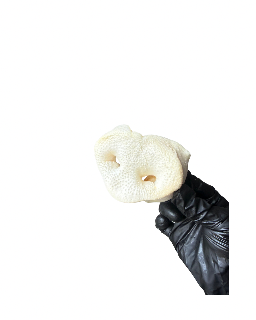 Puffed Pig Snout