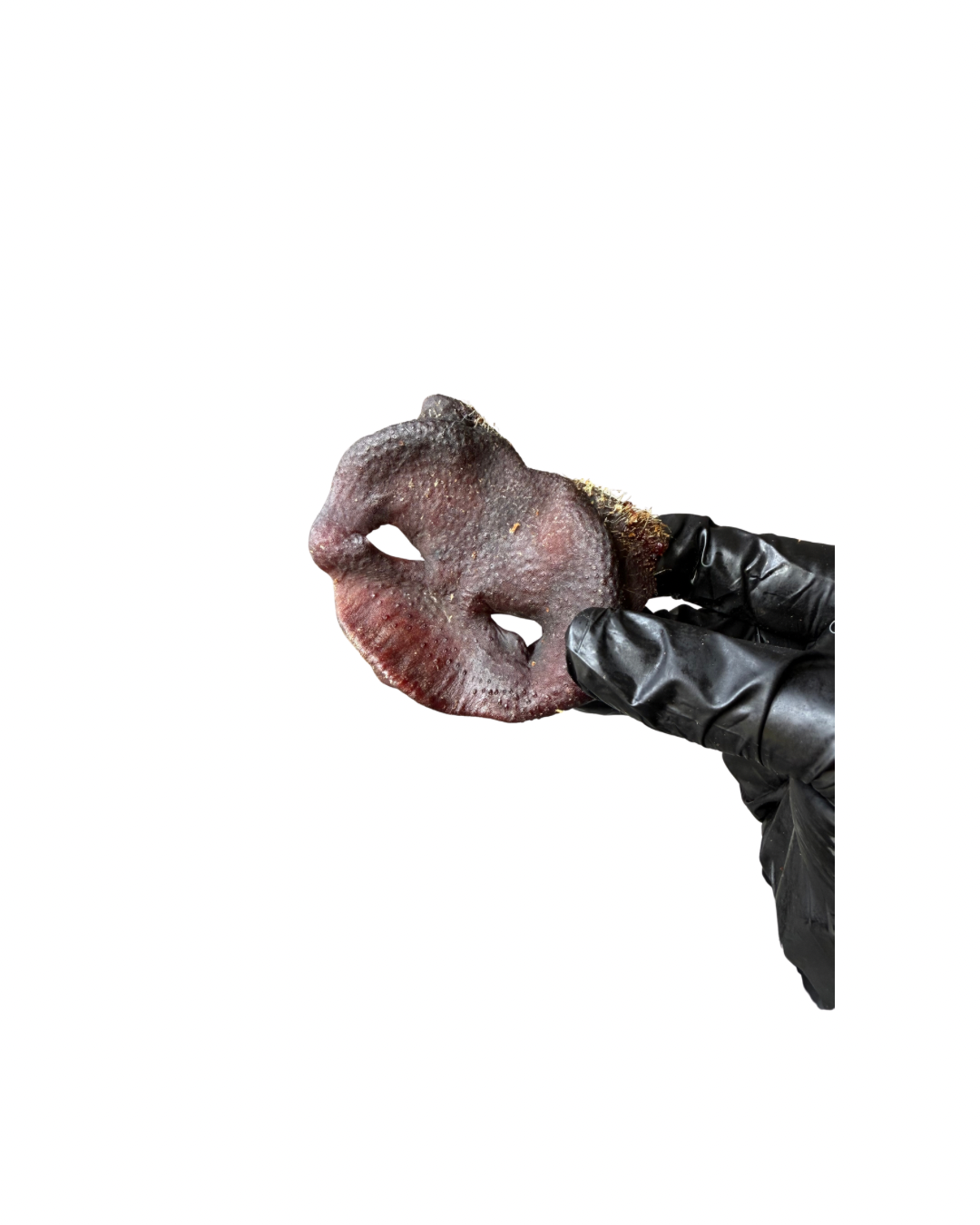 Pig Snout