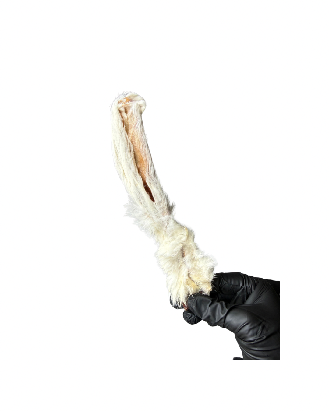 Untitled design - 56.png (Copy)