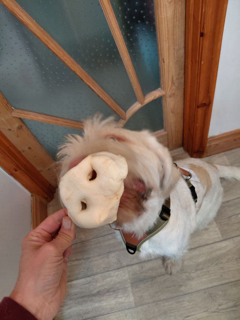 A dog with a beige and white coat licking a large rawhide treat held by a person's hand. The dog is wearing a harness and is standing on a wooden floor near a door with a glass panel and wooden frame.