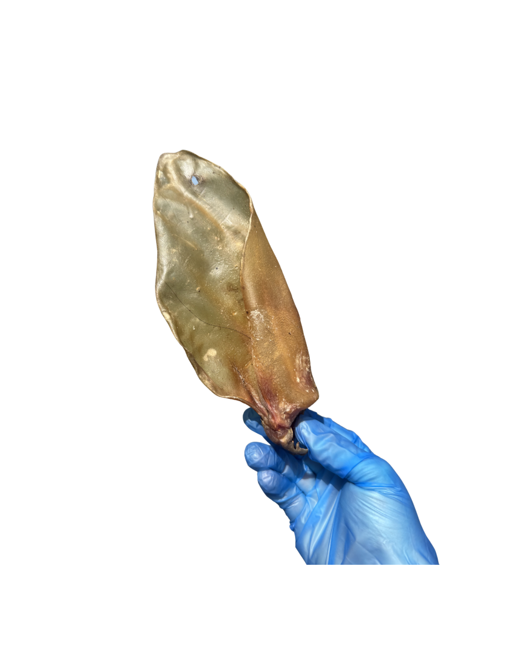 Untitled design - 48.png