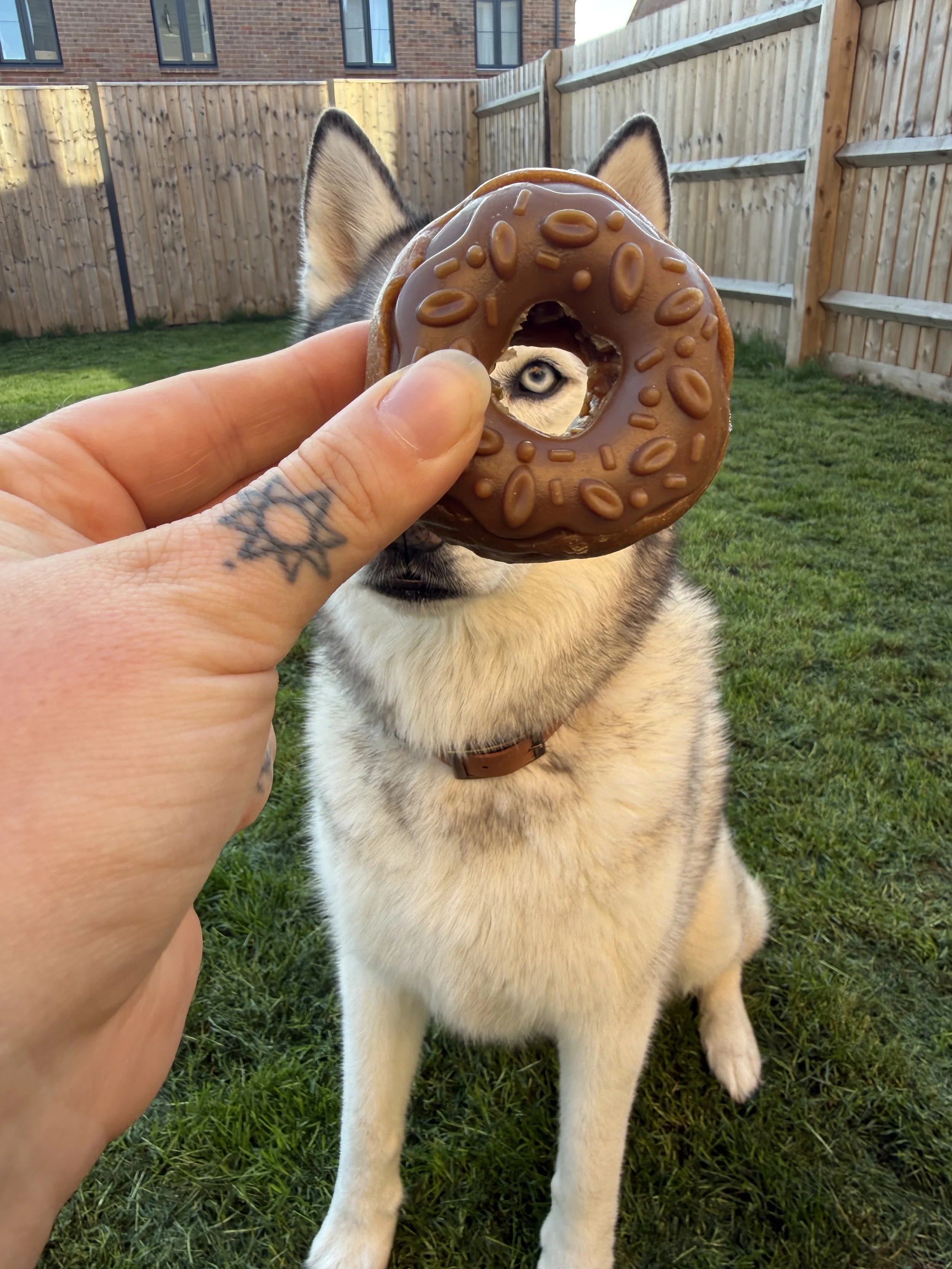 A person with a tattoo on their finger holding a glazed donut with sprinkles in front of a Siberian Husky dog. The dog has light-colored fur, erect ears, and striking blue eyes, standing on green grass in a backyard with a wooden fence and brick houses in the background.