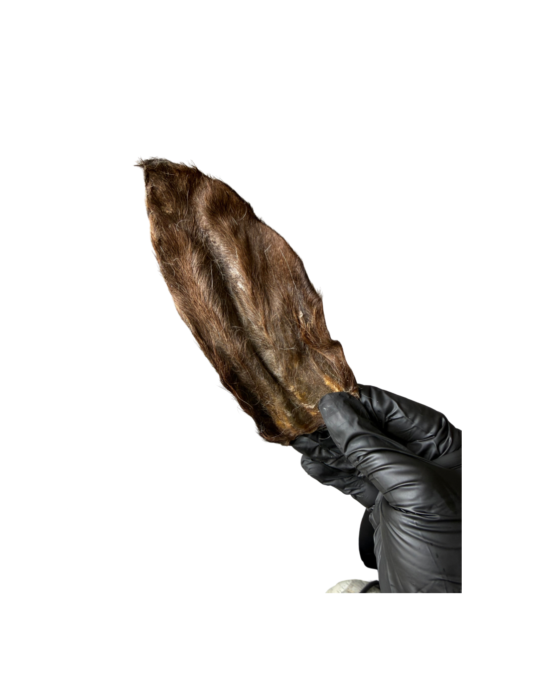 Hairy Lamb Ear