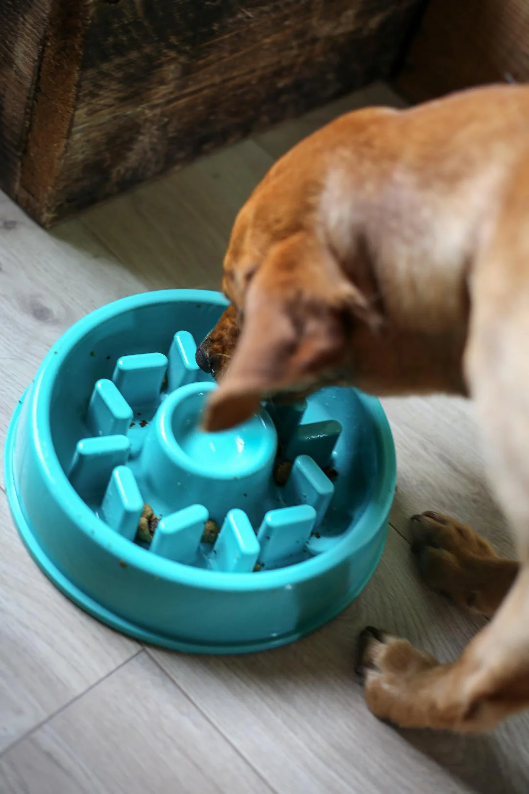 A dog eating from a teal rotating food dispenser on a wooden floor in a room with wooden wall paneling.