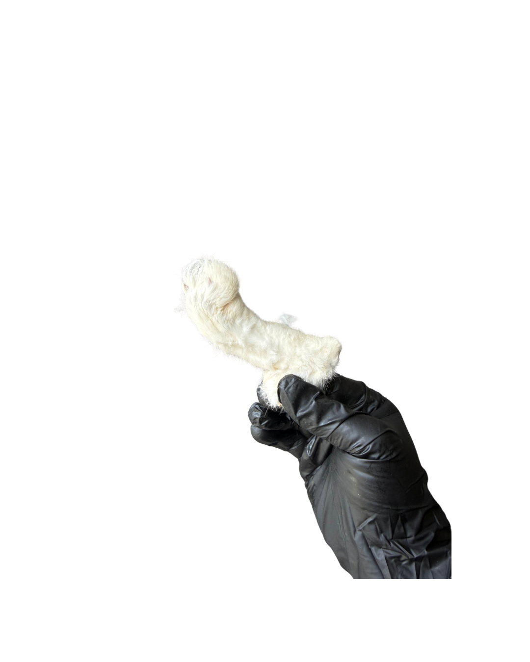 Rabbit Foot